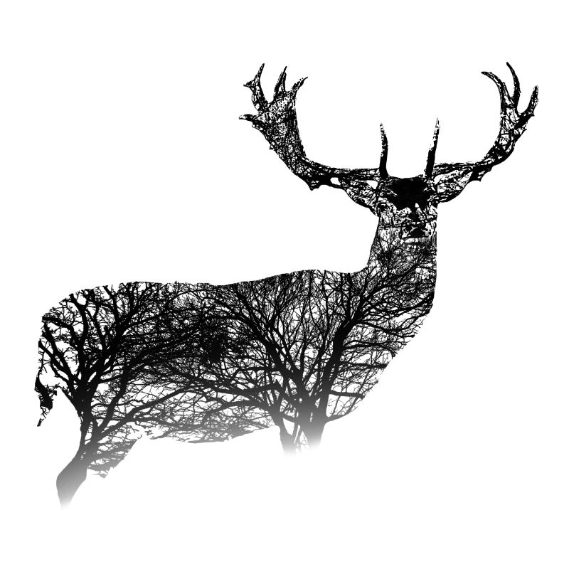 Cerf de la forêt