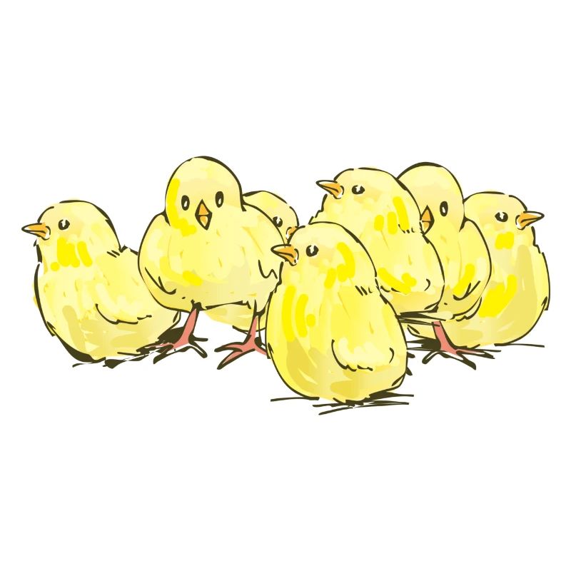 chick