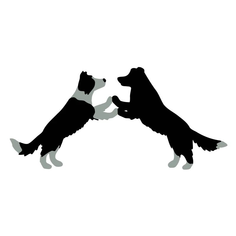 dog dancing Border Collies