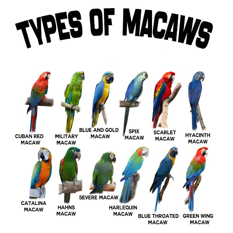 Types Of Macaws - Macaws Breeds List