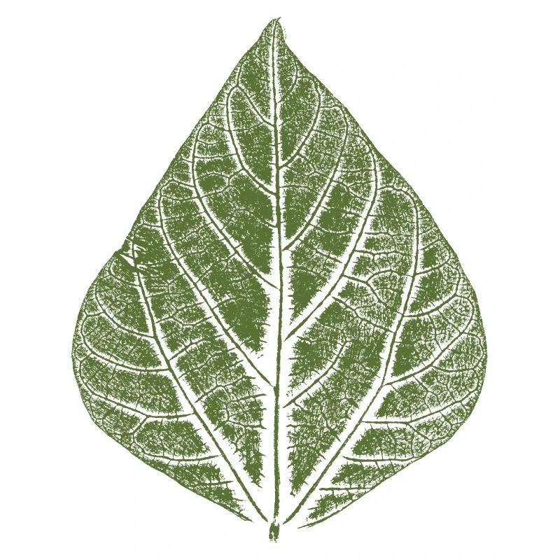 Leaf Bean