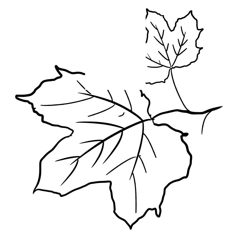 Feuille d’érable / feuilles d’érable, dessin décoratif.
