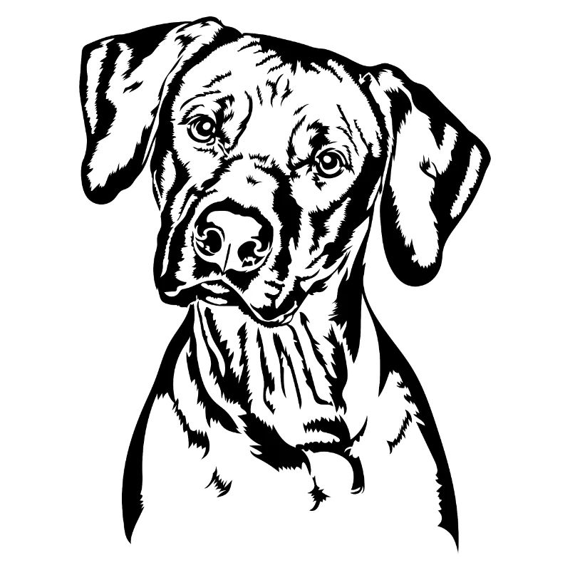 RHODESIAN RIDGEBACK Hunde Portrait Wilsigns