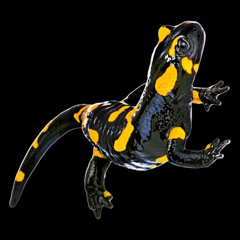 Feuersalamander