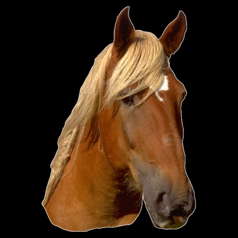 Pferd frontal