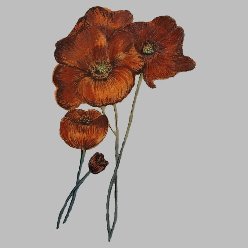 MOHNBLUMEN