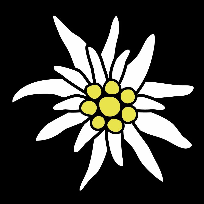 Flower, edelweiss
