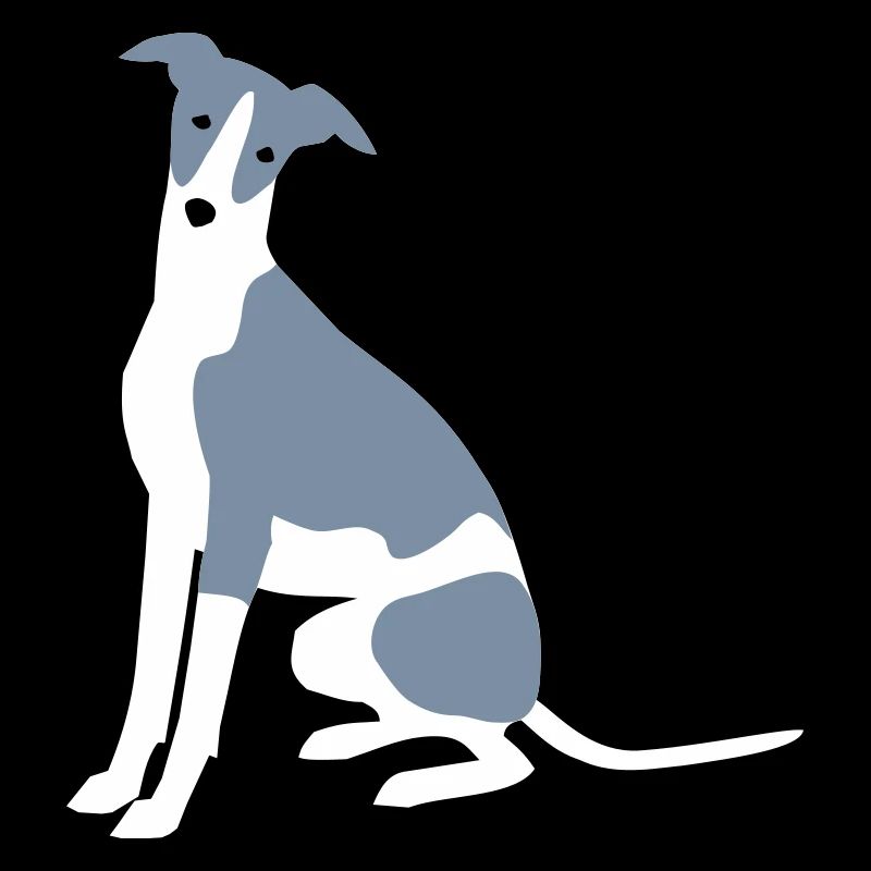Whippet
