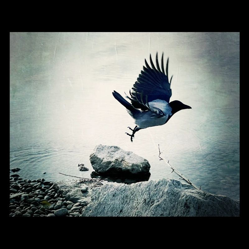 Le Vol du Corbeau