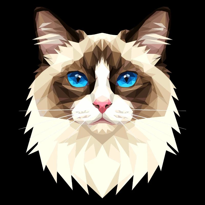 Ragdoll Katze Ragdollkatze Cat Süße Ragdoll Katzen
