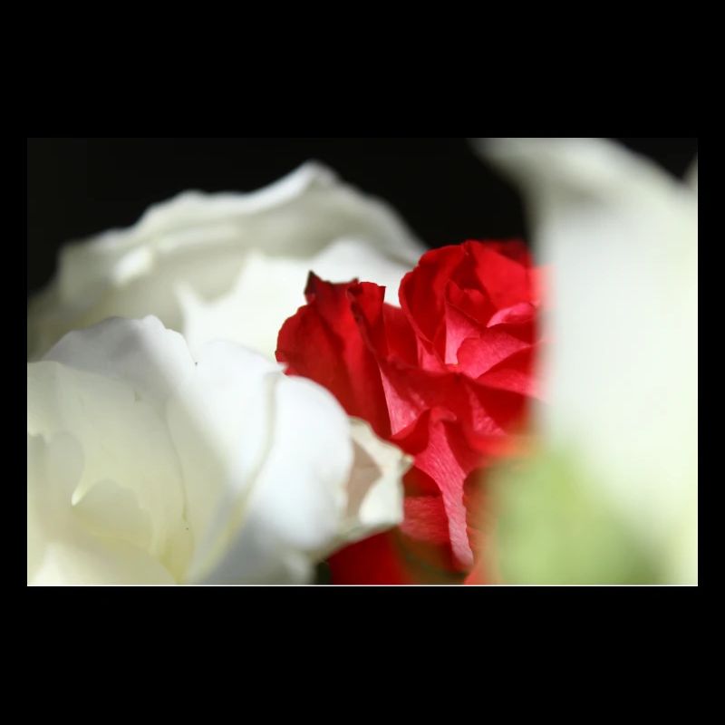 White & Red Roses
