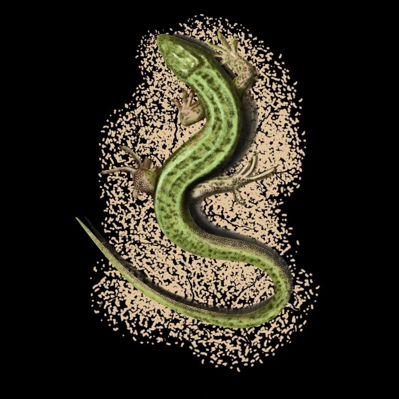 Lizard