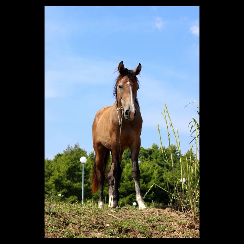 Affiche Cheval Cheval