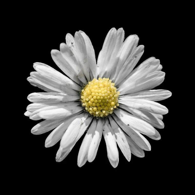 Gänseblümchen