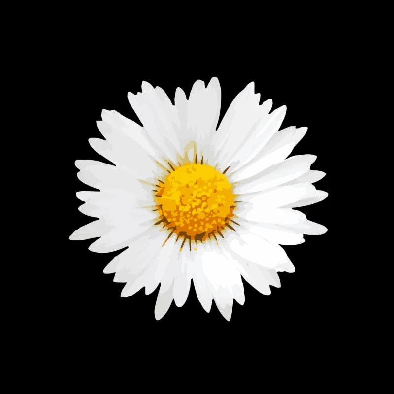 daisy