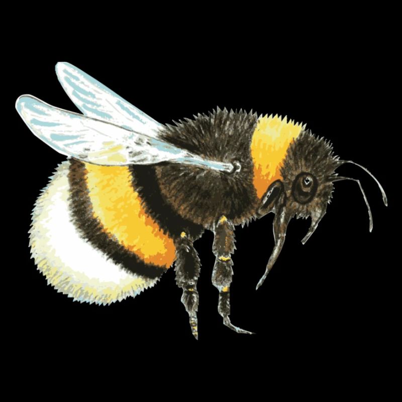 Hummel