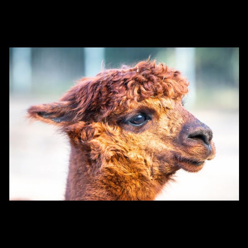 Alpaca (in german Alpaka) Vicugna pacos