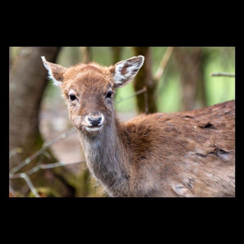 Fallow Deer (in german Damwild or Damhirsch) Dama