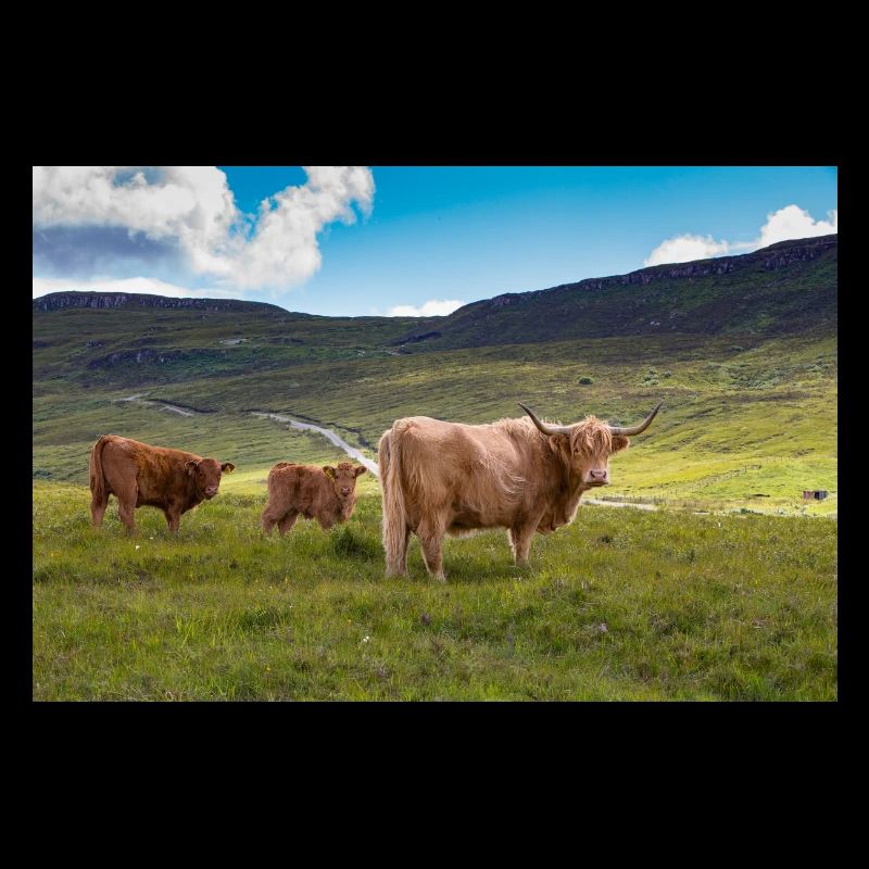 Scottish Highland cattle