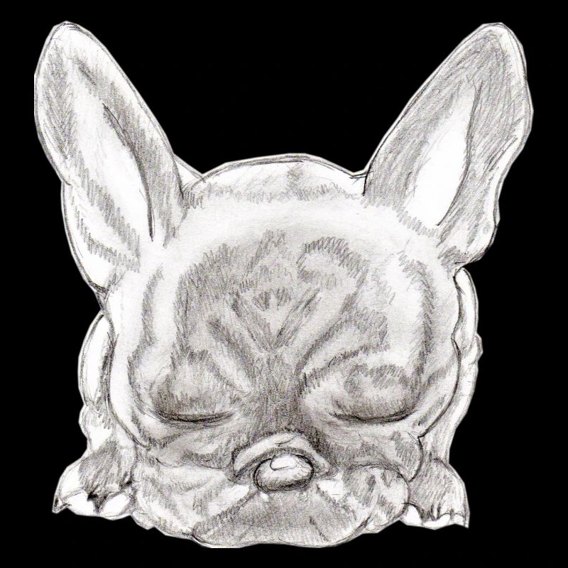 Bouledogue Français Bully Frenchie