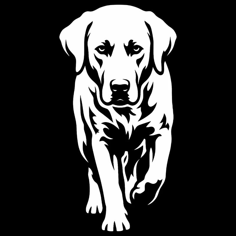 Labrador – Timeless elegance