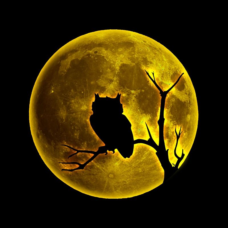 owl