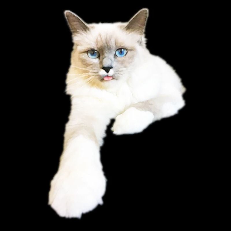 Chat pneu langue