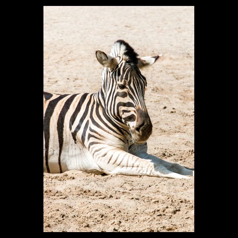 Zebra (auf Deutsch Zebra oder Zebras) Hippotigris