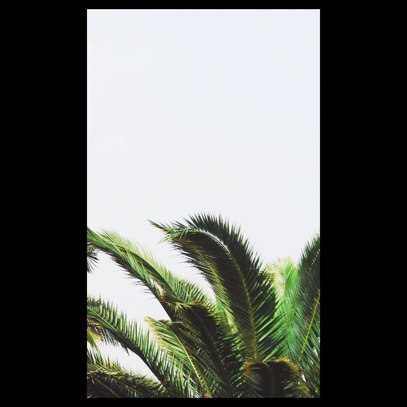 palm trees