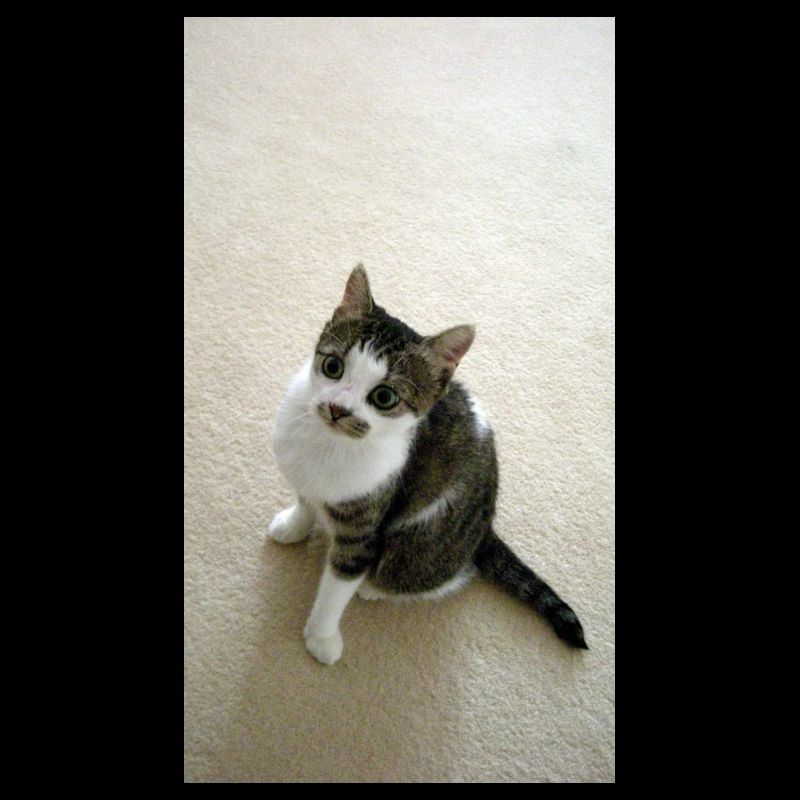 Jolie minette