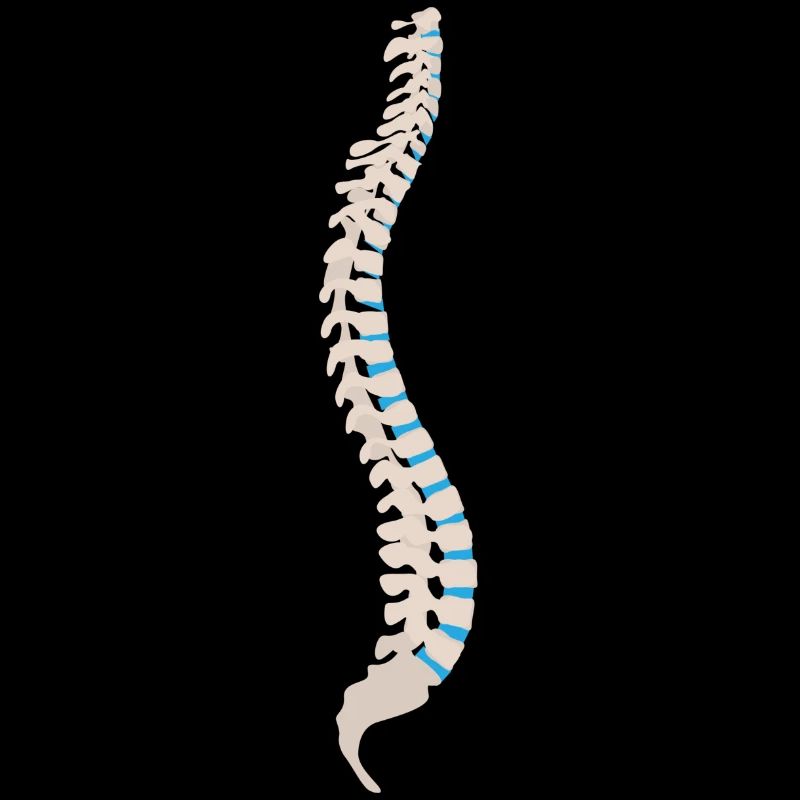 skeleton skelett bones knochen skull schaedel22