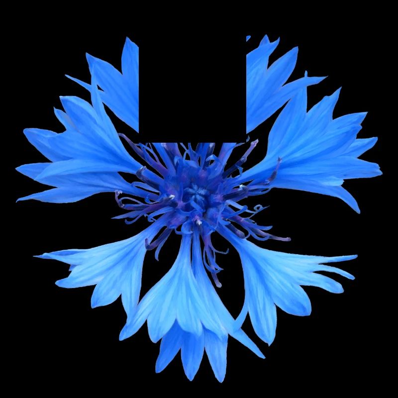 Bleuet