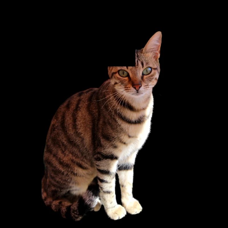 Chat chat chaton doux