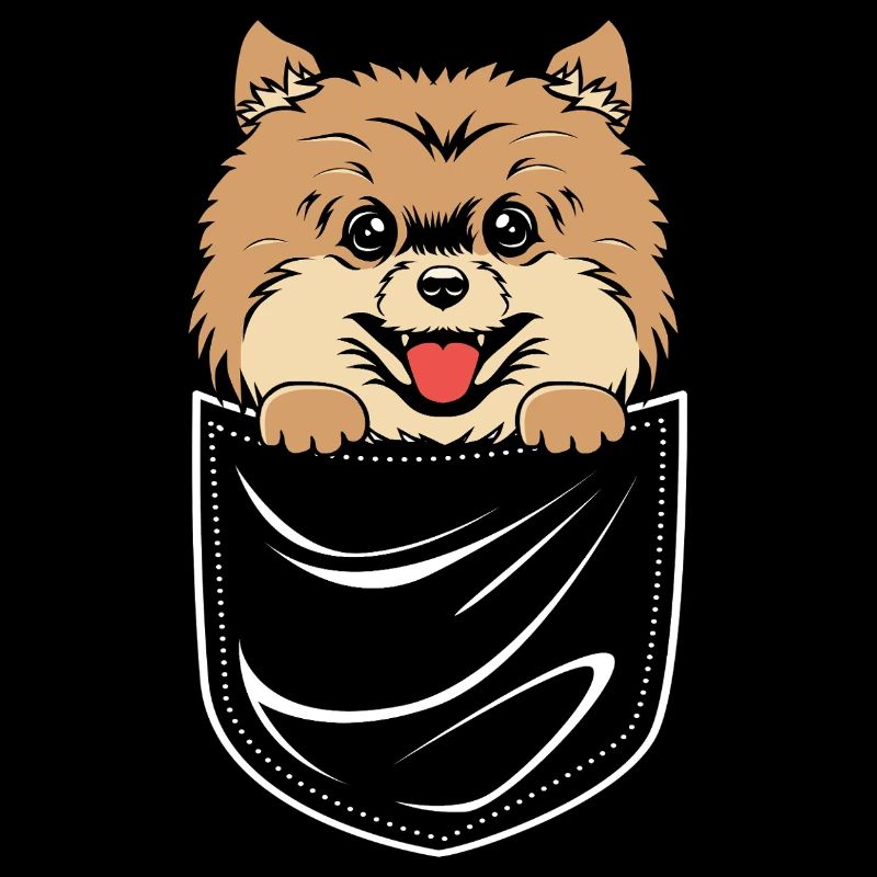Pomeranian Zwergspitz Hund