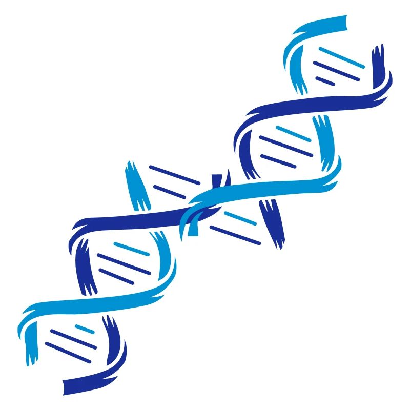 La structure d'une molécule d'ADN