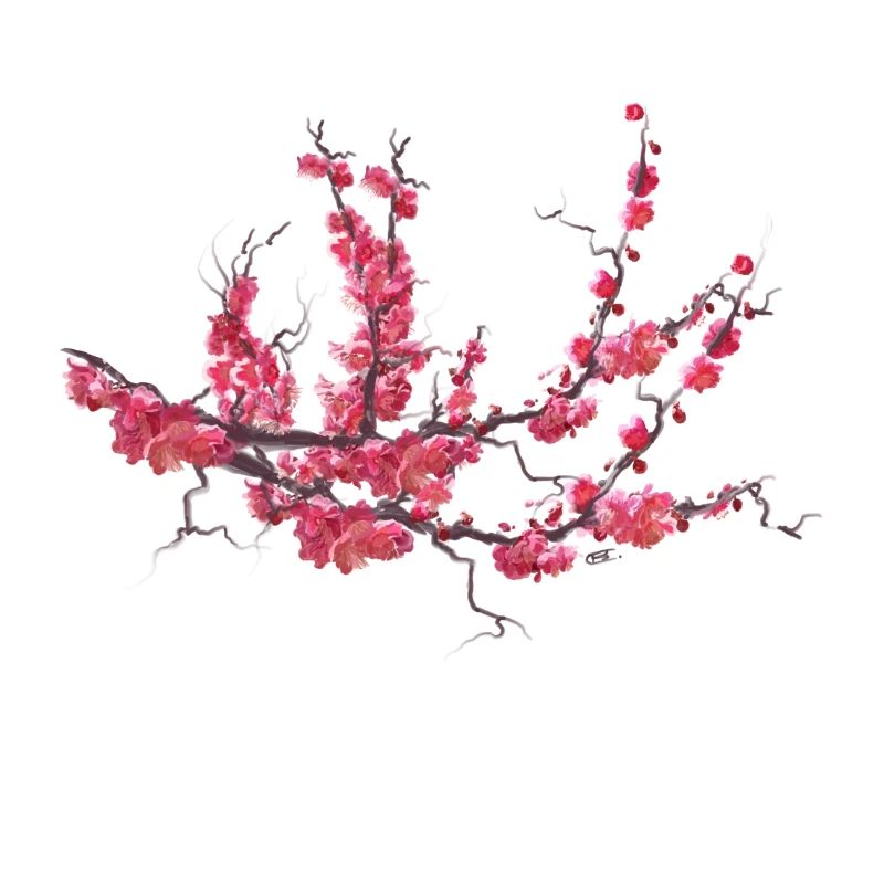 sakura