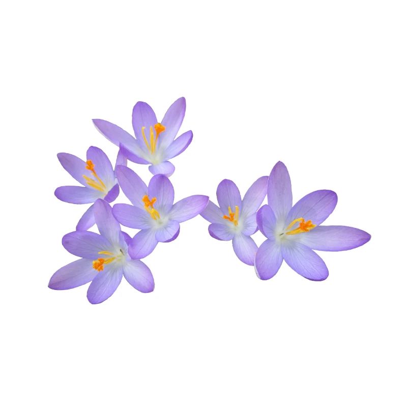 Fleurs de printemps violettes (crocus)