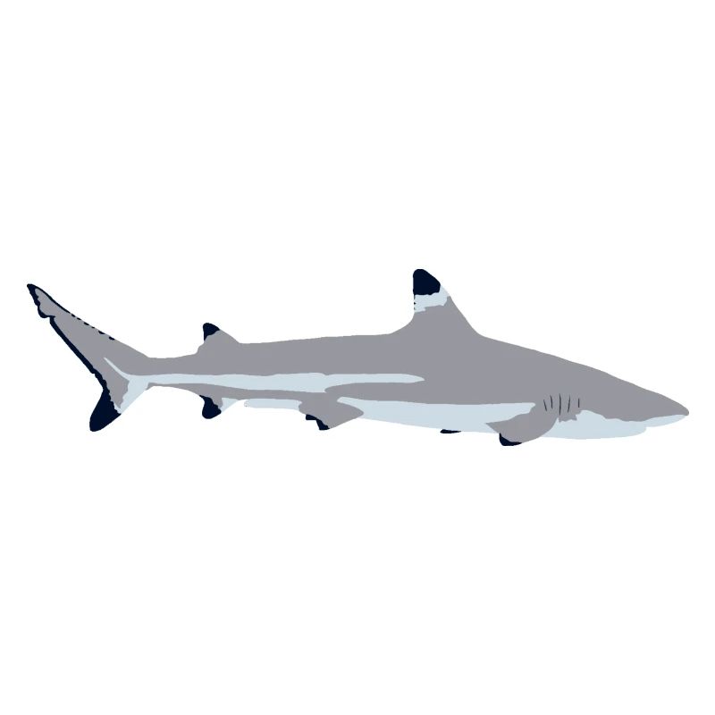Requin à pointe noire