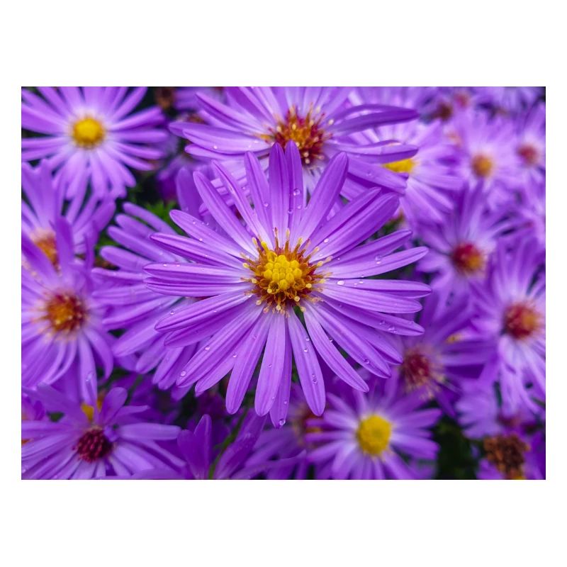Neuengland-Aster auch behaartes Michaelmas-Gänseblümchen