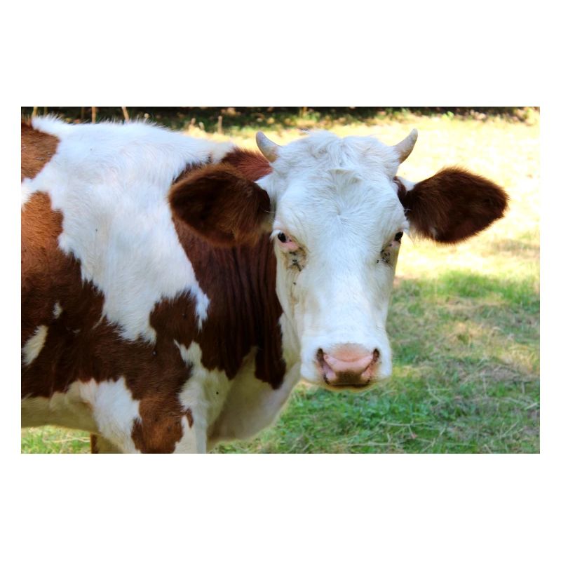 Affiche de vache