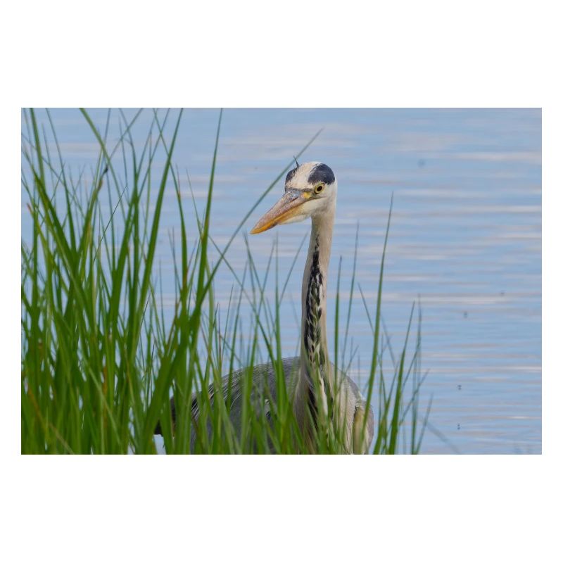 Heron