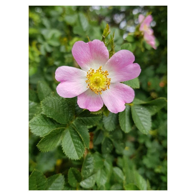 sweet briar also eglantine rose Weinrose