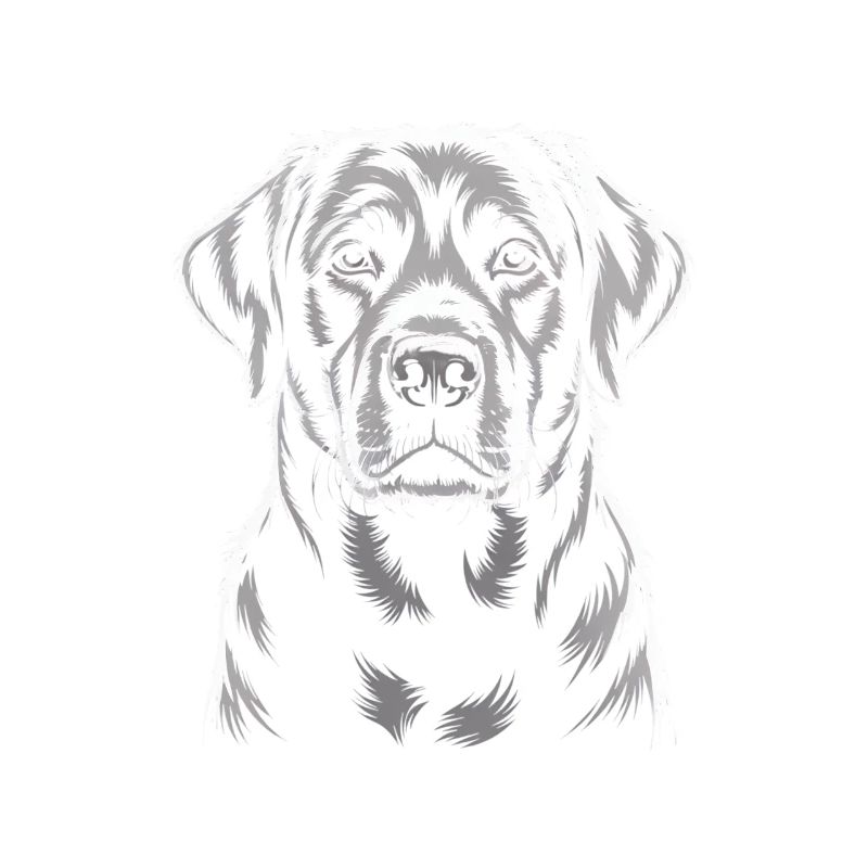Labrador