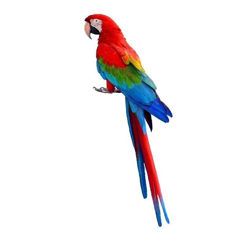 Parrot