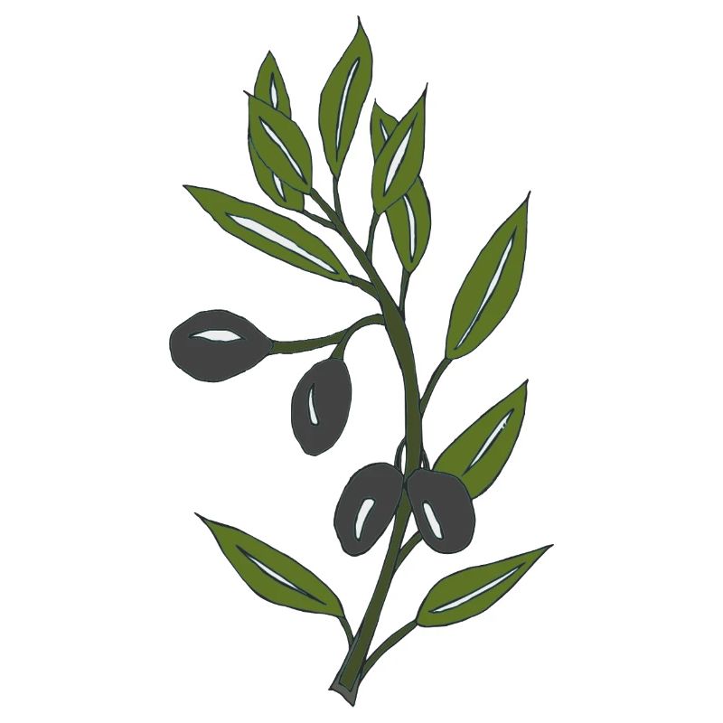 olive branch