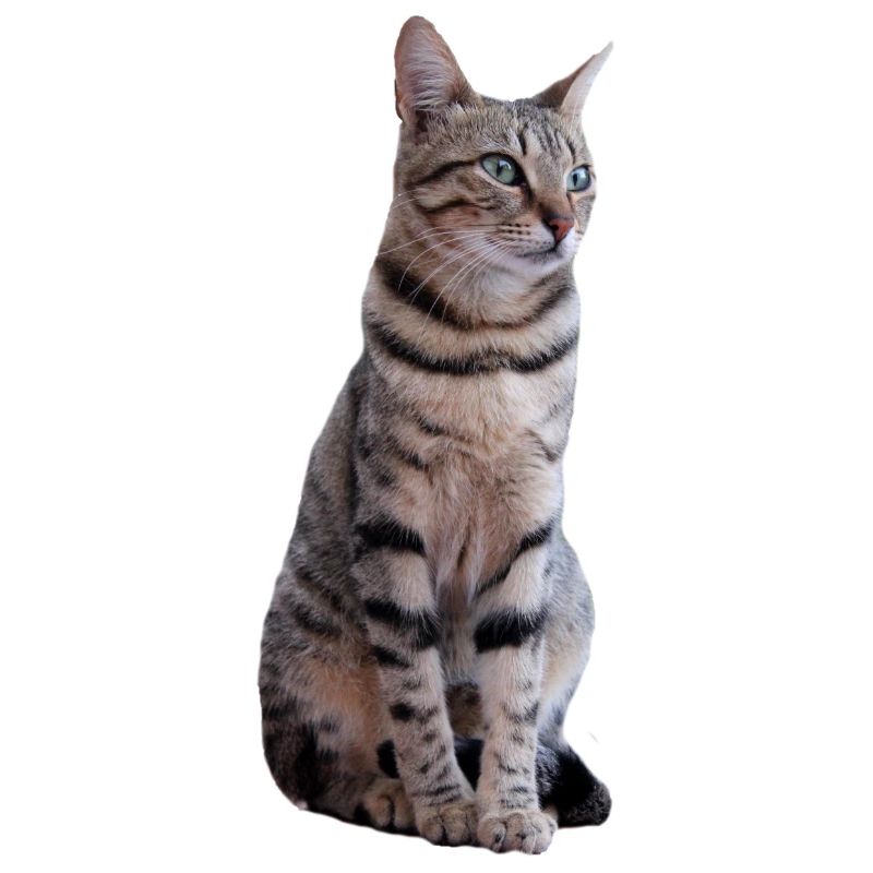 Katze Katzen Kätzchen Katzenshirt Geschenk