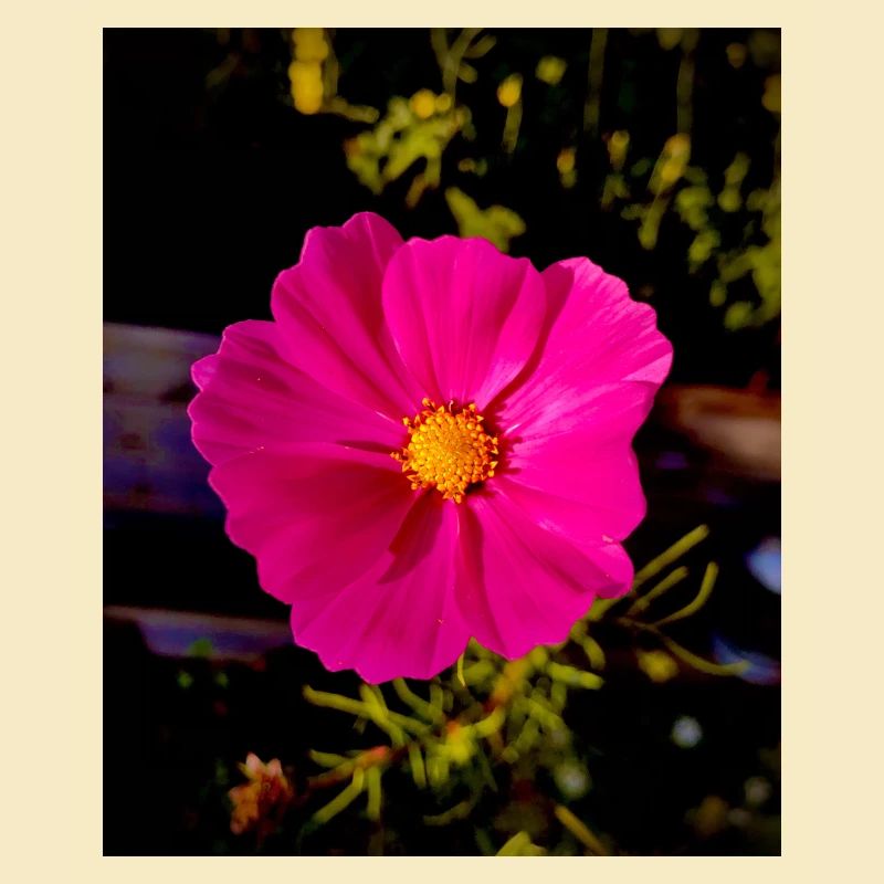 Cosmea