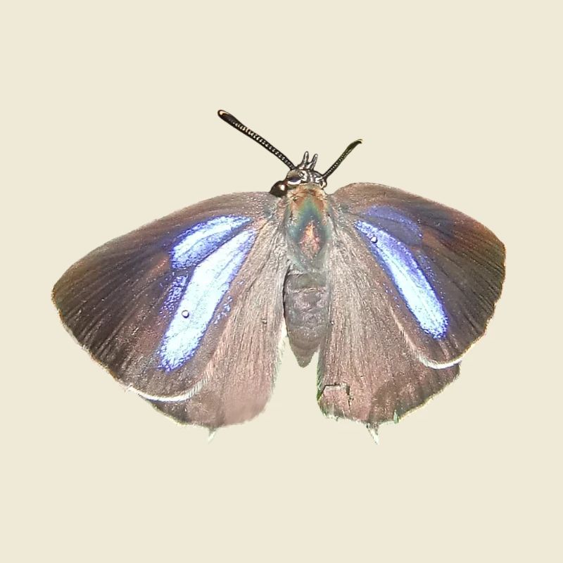 Blauer Eichen-Zipfelfalter