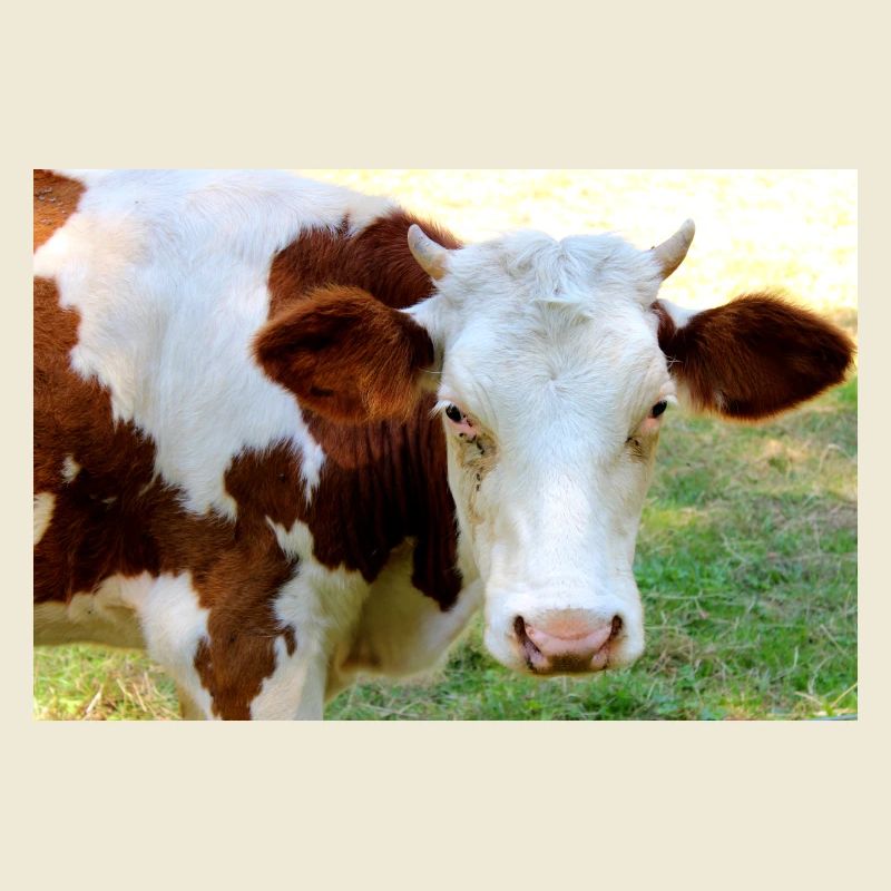 Affiche de vache