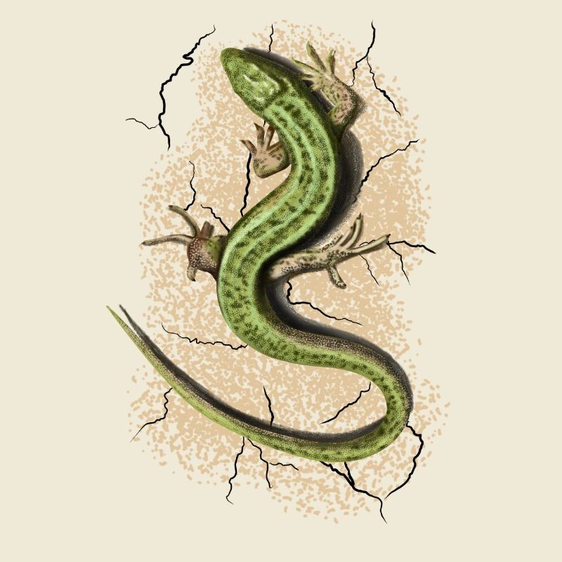 Lizard